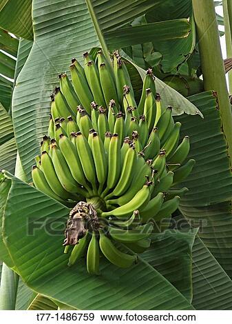 Bananas on plant, Musa X paradisiaca L, Pune, Maharashtra, India View Large Photo Image Stock Photo - Bananas on plant, Musa X paradisiaca L, Pune, Maharashtra, India. Fotosearch