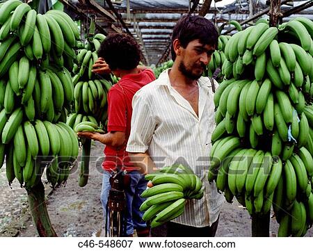 Bananas plantation. Caribbean coast, Costa Rica View Large Photo Image Stock Photo - Bananas plantation. Caribbean coast, Costa Rica. Fotosearch