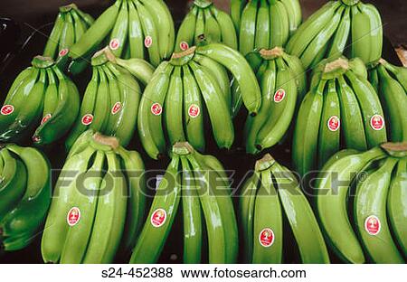 Stock Photo - Bananas, Tabasco state, Mexico. Fotosearch