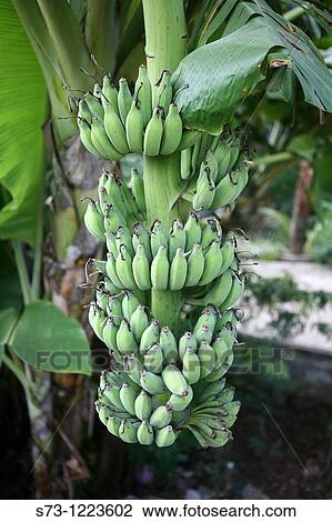 Stock Image - Bananas, Vietnam. Fotosearch