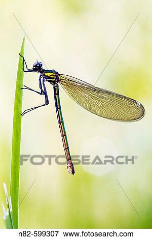 Banded Demoisell (Calopteryx splendens) female on leaf. View Large Photo Image Stock Photo - Banded Demoisell (Calopteryx splendens) female on leaf.. Fotosearch