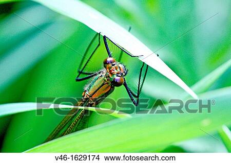 Banded Demoiselle, Calopteryx splendens Female hidden in the grass Female is green and male is metallic blue View Large Photo Image Picture - Banded Demoiselle, Calopteryx splendens Female hidden in the grass Female is green and male is metallic blue. Fotosearch