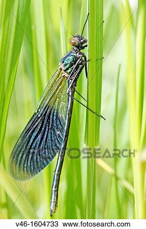 Banded Demoiselle, Calopteryx splendens Male Metallic midnight blue Radlice, Czech Republic View Large Photo Image Stock Image - Banded Demoiselle, Calopteryx splendens Male Metallic midnight blue Radlice, Czech Republic. Fotosearch