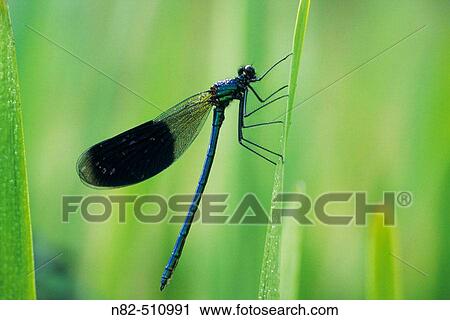 Stock Image - Banded Demoiselle male (Calopteryx splendens) in dew. Fotosearch