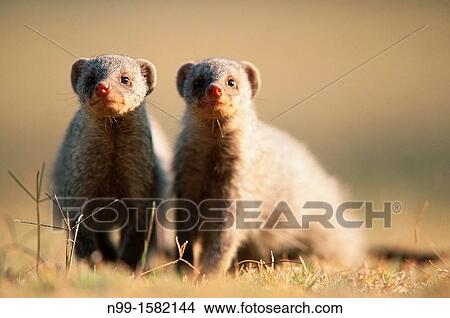 Banded mongoose Mungos mungo, couple sitting and looking into the camera, Etosha National Park, Namibia View Large Photo Image Picture - Banded mongoose Mungos mungo, couple sitting and looking into the camera, Etosha National Park, Namibia. Fotosearch