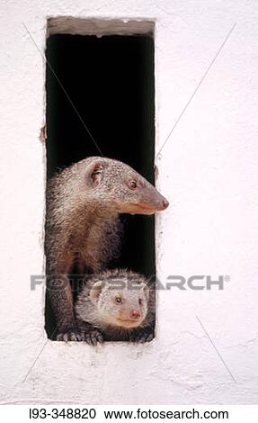 Stock Image - Banded Mongoose (Mungos mungo). Fort Namutoni, Etosha National Park. Namibia. Fotosearch