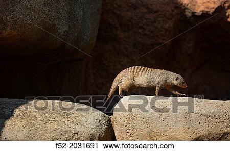Banded mongoose (Mungos mungo), Namib, Africa View Large Photo Image Stock Image - Banded mongoose (Mungos mungo), Namib, Africa. Fotosearch