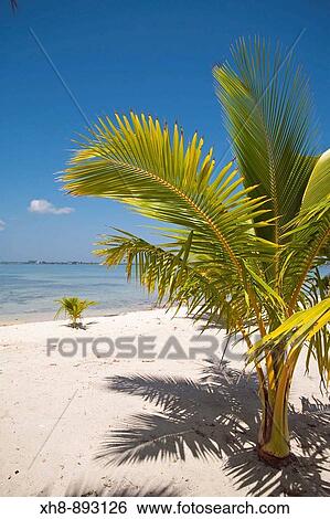 Stock Photograph - Bando Beach, Utila, Bay Islands, Honduras. Fotosearch