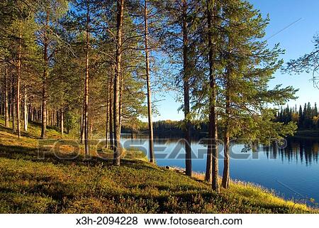 Stock Photo - bank of the Kemijoki River, Savukoski region, Lapland, Finland, Northern Europe.. Fotosearch