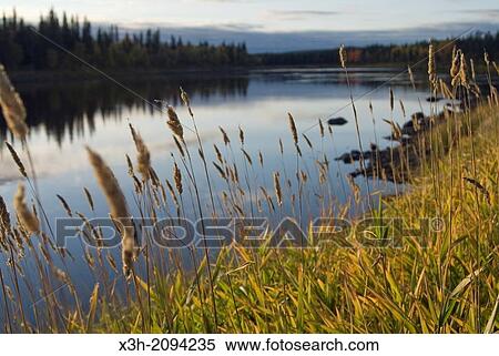 bank of the Kemijoki River, Savukoski region, Lapland, Finland, Northern Europe. View Large Photo Image Stock Photography - bank of the Kemijoki River, Savukoski region, Lapland, Finland, Northern Europe.. Fotosearch