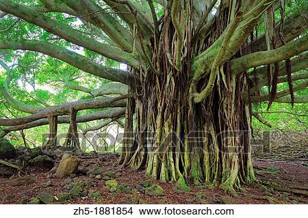 Banyan tree along the Pipiwai trail to Waimoku Fall in the Kipahulu area of Haleakala National Park in Maui, Hawaii View Large Photo Image Picture - Banyan tree along the Pipiwai trail to Waimoku Fall in the Kipahulu area of Haleakala National Park in Maui, Hawaii. Fotosearch