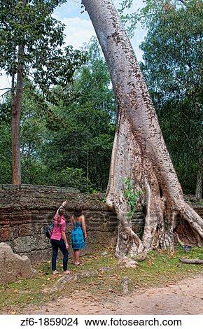 Picture - Banyan tree overgrown over anciset walls temple with women tourists at Ta Prohm near Anglor Wat in Siem Reap Cambodia Asia. Fotosearch