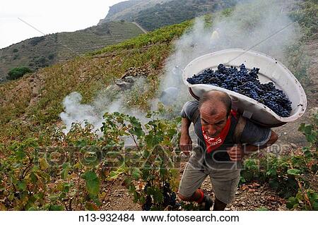 Banyuls vineyard, Banyuls-sur-Mer, Pyrenees-Orientales, Languedoc-Roussillon, France View Large Photo Image Picture - Banyuls vineyard, Banyuls-sur-Mer, Pyrenees-Orientales, Languedoc-Roussillon, France. Fotosearch