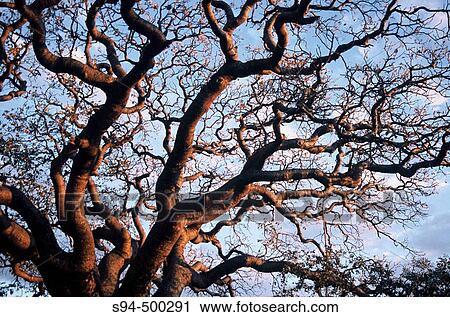 Baobab "Adansonia digitata" in Rhino's sanctuary near Serowe, Kalahari desert area, Botswana, Afrika View Large Photo Image Stock Image - Baobab "Adansonia digitata" in Rhino's sanctuary near Serowe, Kalahari desert area, Botswana, Afrika. Fotosearch