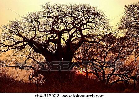 Baobab, Ruaha National Park, Tanzania View Large Photo Image Stock Image - Baobab, Ruaha National Park, Tanzania. Fotosearch