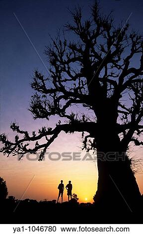 Baobab tree (Adansonia digitata) on sunset sky. Sine Saloum, Senegal, West Africa View Large Photo Image Stock Image - Baobab tree (Adansonia digitata) on sunset sky. Sine Saloum, Senegal, West Africa. Fotosearch