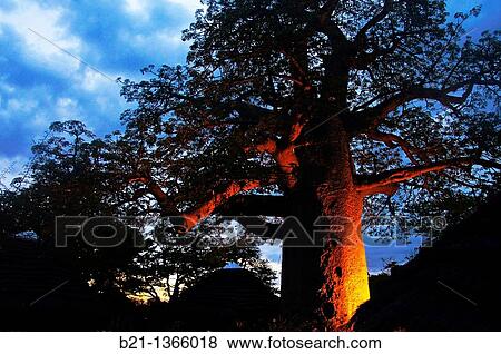 Stock Photo - Baobab tree at? Planet Baobab?, Gweta, Botswana. Fotosearch