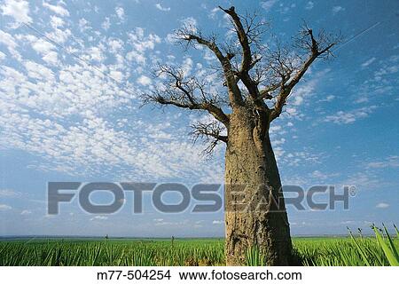 Baobab tree. Berenty. Madagascar. View Large Photo Image Picture - Baobab tree. Berenty. Madagascar.. Fotosearch