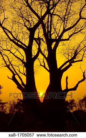 Baobab tree in the okavango delta, Botswana View Large Photo Image Stock Photo - Baobab tree in the okavango delta, Botswana. Fotosearch