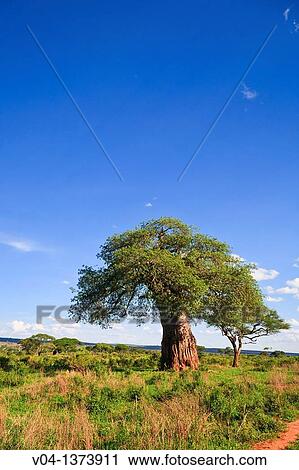 Baobab tree in the Tarangire National Park in Tanzania, Africa View Large Photo Image Stock Image - Baobab tree in the Tarangire National Park in Tanzania, Africa. Fotosearch