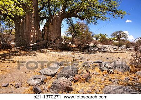 Baobab trees on the Lekhubu Island, Botswana View Large Photo Image Stock Image - Baobab trees on the Lekhubu Island, Botswana. Fotosearch
