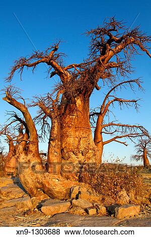 Baobabs (Adansonia digitata), Kubu Island, in the south west of Sowa pan, Makgadikgadi Pans, Botswana, Africa. View Large Photo Image Stock Photo - Baobabs (Adansonia digitata), Kubu Island, in the south west of Sowa pan, Makgadikgadi Pans, Botswana, Africa.. Fotosearch
