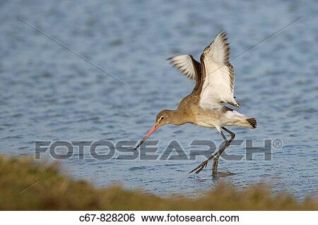 Bar-tailed Godwit Limosa lapponica Cley Norfolk Winter View Large Photo Image Stock Photograph - Bar-tailed Godwit Limosa lapponica Cley Norfolk Winter. Fotosearch