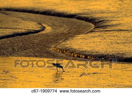 Bar-tailed Godwit Limosa lapponica feeding on coastal mudflats Norfolk Winter View Large Photo Image Picture - Bar-tailed Godwit Limosa lapponica feeding on coastal mudflats Norfolk Winter. Fotosearch