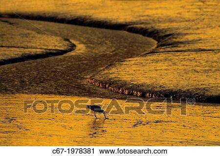 Bar-tailed Godwit Limosa lapponica feeding on coastal mudflats Norfolk Winter. View Large Photo Image Stock Image - Bar-tailed Godwit Limosa lapponica feeding on coastal mudflats Norfolk Winter.. Fotosearch