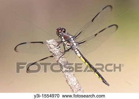 Stock Image - Bar-winged Skimmer Libellula axilena Dragonfly - Juvenile Male, Lake Kissimmee State Park, Lake Wales, Polk County, Florida, USA. Fotosearch
