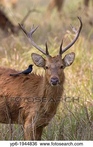 Stock Photograph - Barasingha (Rucervus duvaucelii) with Black Drongo, Kanha National Park, Madhya Pradesh, India.. Fotosearch