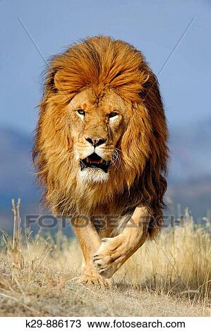 Barbary lion Panthera leo, extinct in wild- captive View Large Photo Image Stock Image - Barbary lion Panthera leo, extinct in wild- captive. Fotosearch
