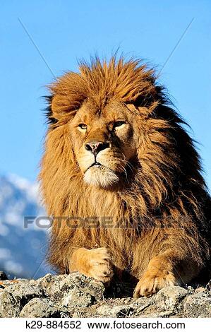 Stock Image - Barbary Lion Panthera leo leo - extirpated, captive. Fotosearch