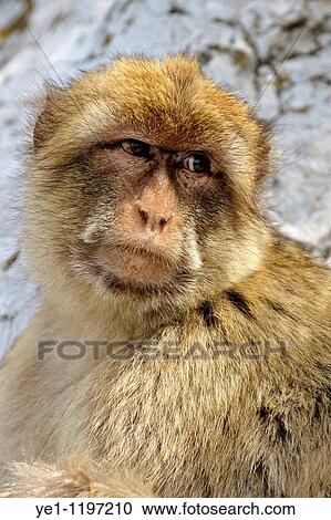 Barbary macaque looking away in annoyance, Gibraltar, UK. View Large Photo Image Stock Image - Barbary macaque looking away in annoyance, Gibraltar, UK.. Fotosearch