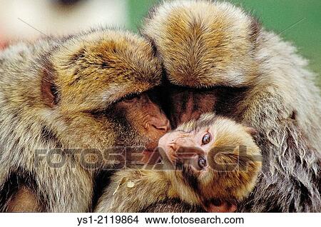 Barbary Macaque, macaca sylvana, Group Grooming. View Large Photo Image Picture - Barbary Macaque, macaca sylvana, Group Grooming.. Fotosearch