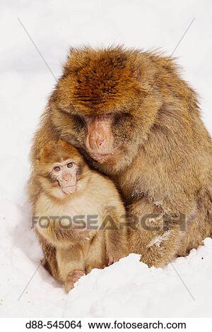 Barbary Macaque Macaca Sylvanus La Montagne Des Singes Kintzheim Alsace France Picture