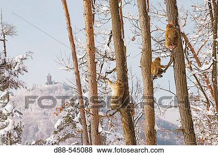 Barbary Macaque Macaca Sylvanus La Montagne Des Singes Kintzheim Alsace France Stock Photo