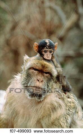 Barbary Macaque (Macaca sylvanus). Gibraltar, UK View Large Photo Image Stock Image - Barbary Macaque (Macaca sylvanus). Gibraltar, UK. Fotosearch