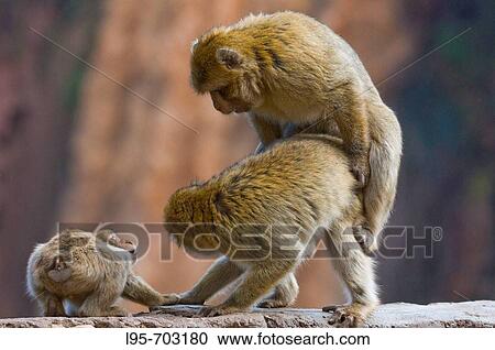 Stock Image - Barbary Macaque (Macaca sylvanus) mating, Ouzoud, Morocco. Fotosearch