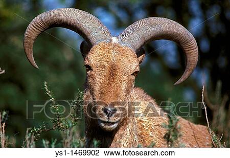 Stock Image - Barbary Sheep, ammotragus lervia, Portrait of Ram. Fotosearch