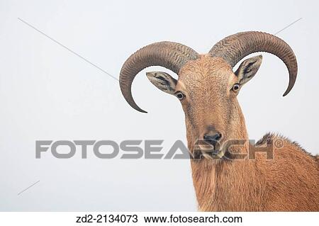Barbary Sheep (Ammotragus lervia) portrait. Introduced specie. Sierra Espua Natural Park. Region of Murcia. Spain. View Large Photo Image Stock Image - Barbary Sheep (Ammotragus lervia) portrait. Introduced specie. Sierra Espua Natural Park. Region of Murcia. Spain.. Fotosearch