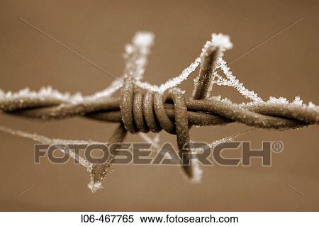 Stock Photography - Barbed wire with hoarfrost. Fotosearch