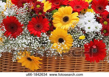 Barberton daisy Sweden. View Large Photo Image Picture - Barberton daisy Sweden.. Fotosearch
