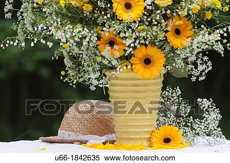 Barbeton daisy Sweden. View Large Photo Image Stock Photography - Barbeton daisy Sweden.. Fotosearch