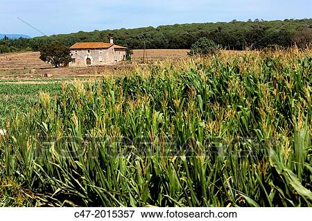 Stock Photo - Barcelona province, La Selva, Catalunya, Spain. Corn crop near Tordera.. Fotosearch