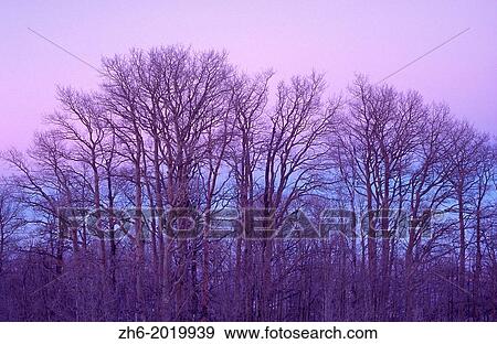 Bare aspen trees against purple twilight on Boulder Mountain, Dixie National Forest, Utah USA. View Large Photo Image Stock Photo - Bare aspen trees against purple twilight on Boulder Mountain, Dixie National Forest, Utah USA.. Fotosearch