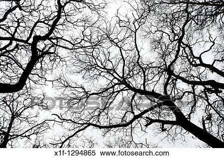 Bare branches of oak trees, winter, powys Wales UK View Large Photo Image Stock Photography - Bare branches of oak trees, winter, powys Wales UK. Fotosearch