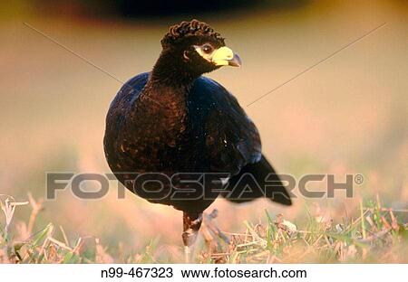 Stock Image - Bare faced curassow (Crax fasciolata). Pantanal near Porto Joffre. Mato Grosso. Brazil.. Fotosearch