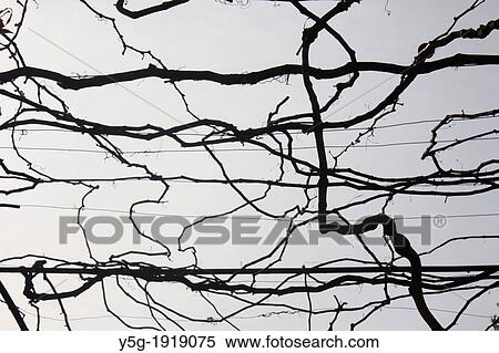 bare grape vines in rome italy View Large Photo Image Stock Photography - bare grape vines in rome italy. Fotosearch