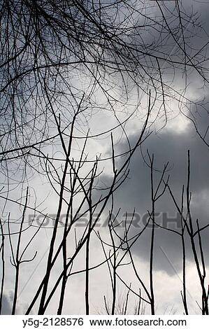 bare tree branches and dark sky clouds View Large Photo Image Stock Photograph - bare tree branches and dark sky clouds. Fotosearch